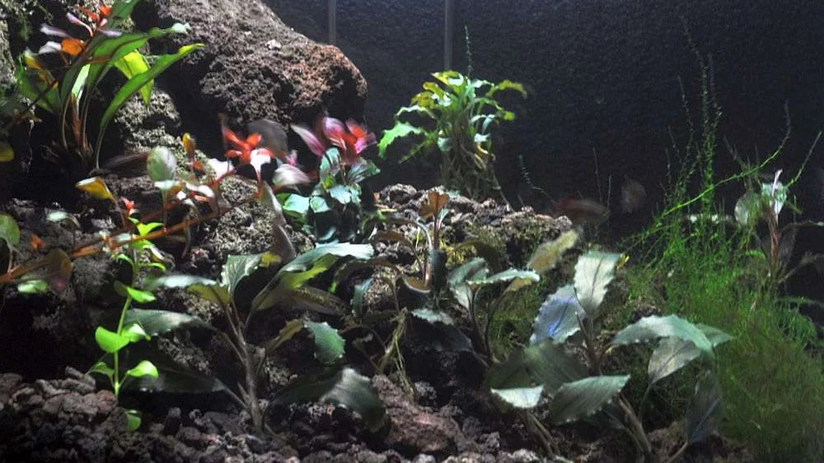 Bucephalandra akvaryum bitkisinin yaprakları