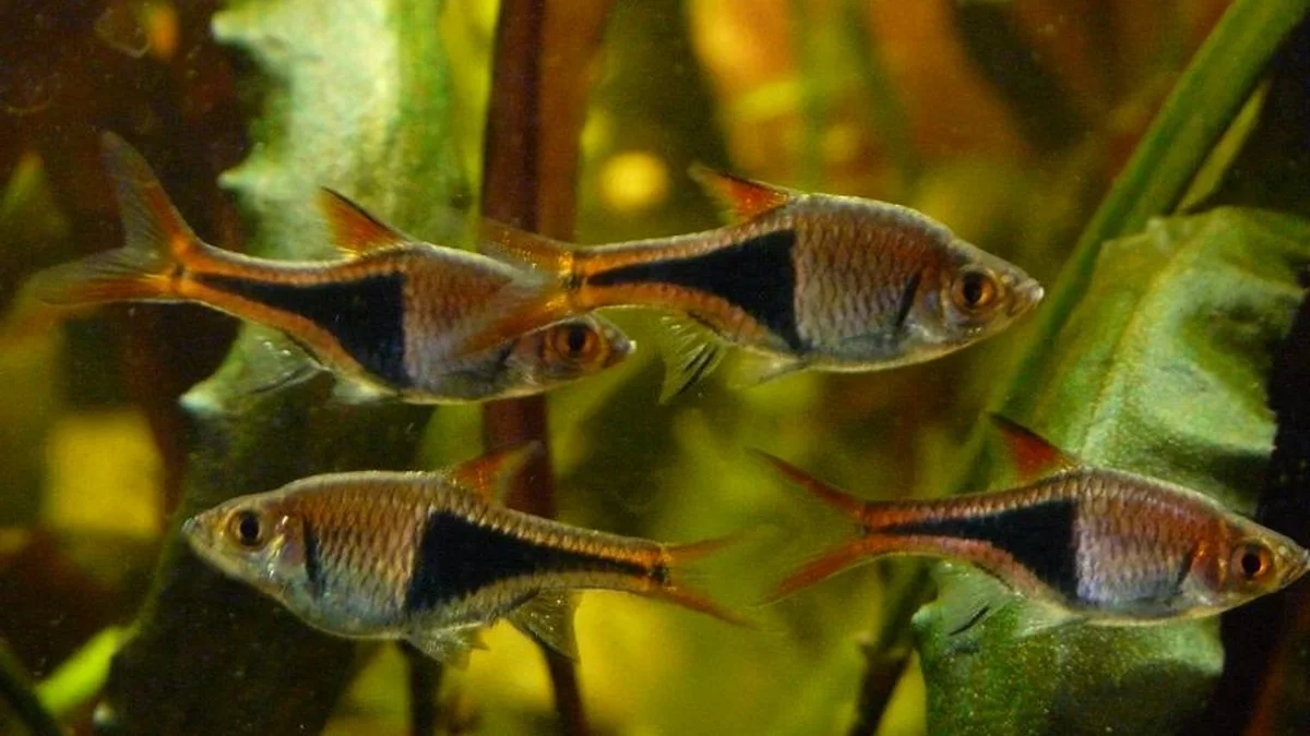 Harlequin rasbora balığı yakın planı