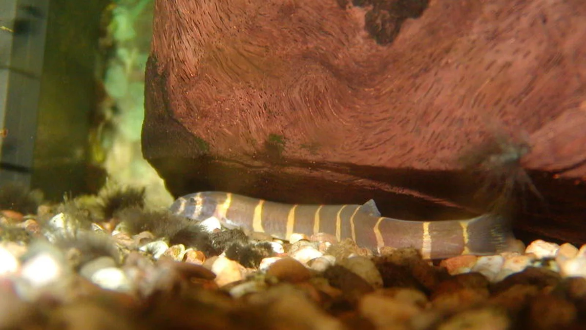 Çizgili gövdesiyle kuhli loach balığı