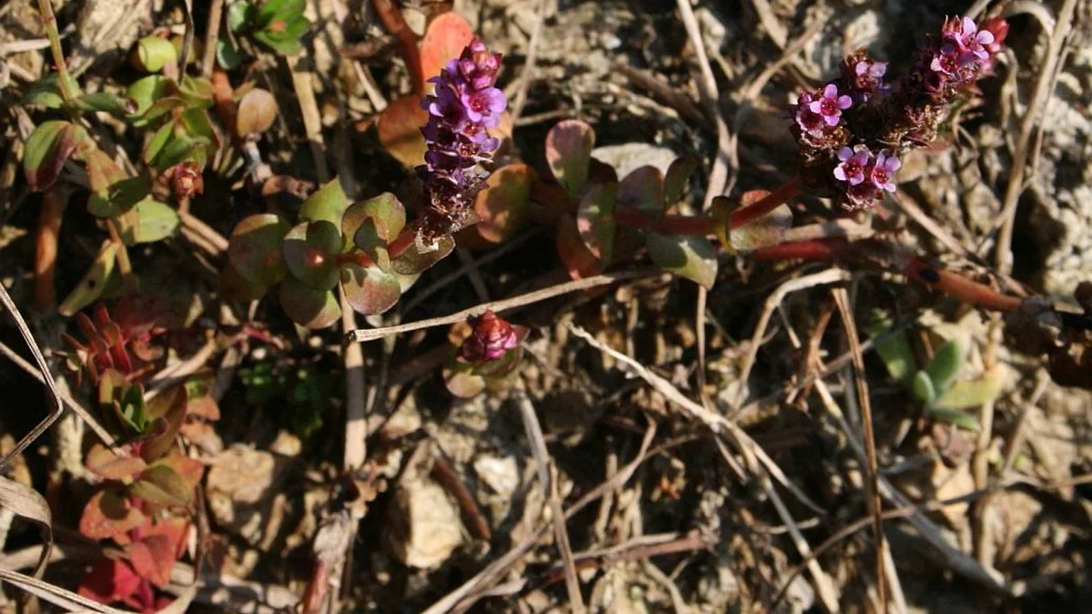 Pembe yeşil yapraklı Rotala rotundifolia