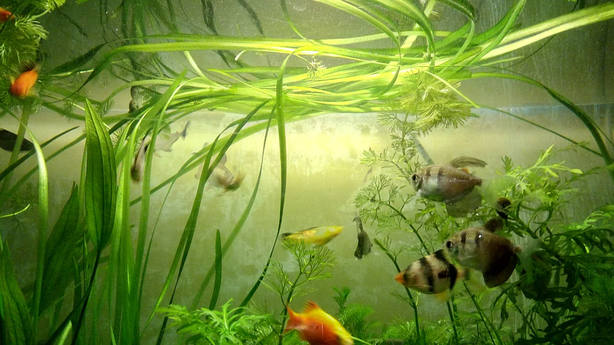 Uzun yapraklı Vallisneria bulunan tatlı su akvaryumu