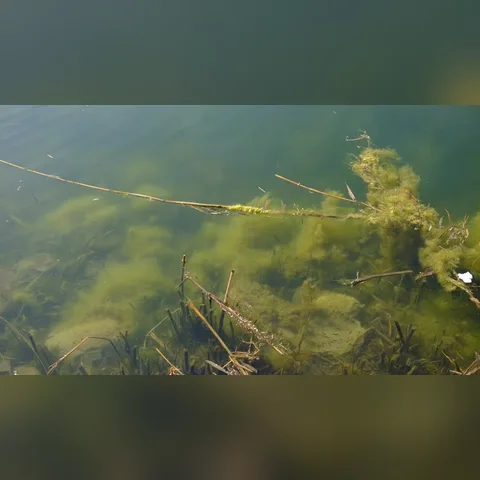 Akvaryum Suyu Neden Bulanıklaşır? içeriğini gösteren akvaryum görseli