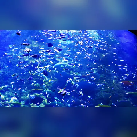Akvaryumda Aşırı Balıklandırma içeriğini gösteren akvaryum görseli
