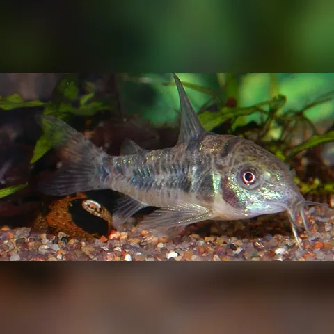 Çöpçü Balığı Bakımı içeriğini gösteren akvaryum görseli
