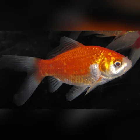 Japon Balığı Bakımı içeriğini gösteren akvaryum görseli