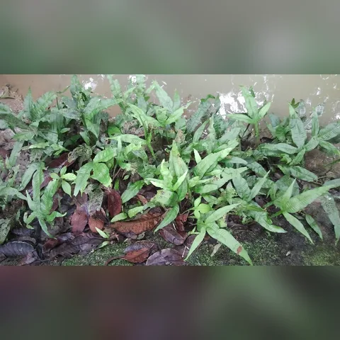 Java Fern Bakımı içeriğini gösteren akvaryum görseli