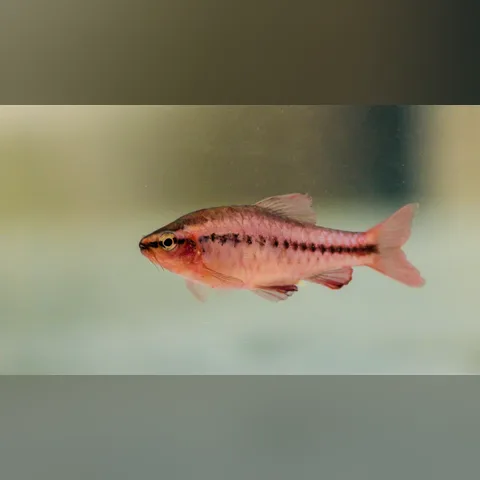 Kiraz Barb Bakımı içeriğini gösteren akvaryum görseli