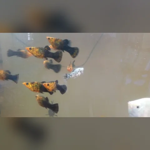 Moli Balığı Bakımı içeriğini gösteren akvaryum görseli