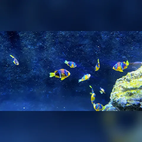 Pipo Filtre Yeterli mi? içeriğini gösteren akvaryum görseli
