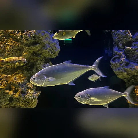Yeni Tank Sendromu Nedir? içeriğini gösteren akvaryum görseli