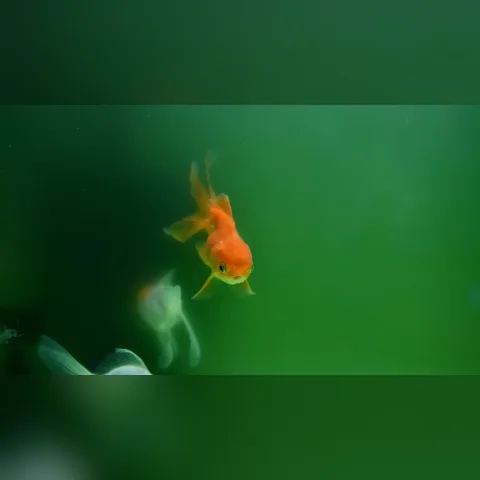 Yeşil Su Neden Oluşur? içeriğini gösteren akvaryum görseli