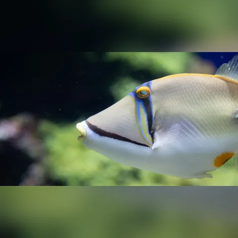pH, GH ve KH Değerleri Ne Anlama Gelir? içeriğini gösteren akvaryum görseli
